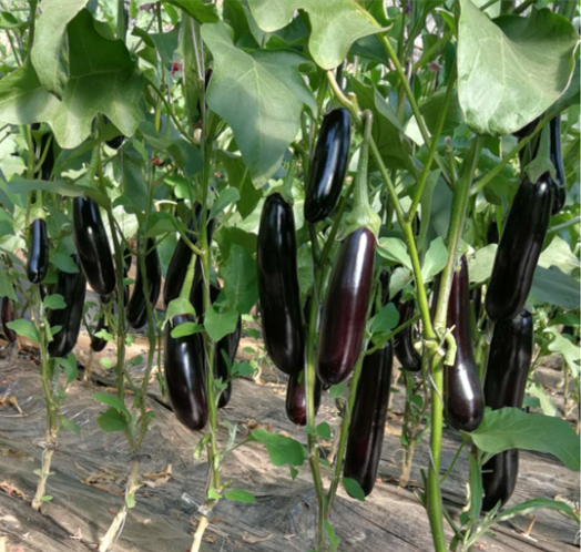 燒烤長(zhǎng)茄 超利902