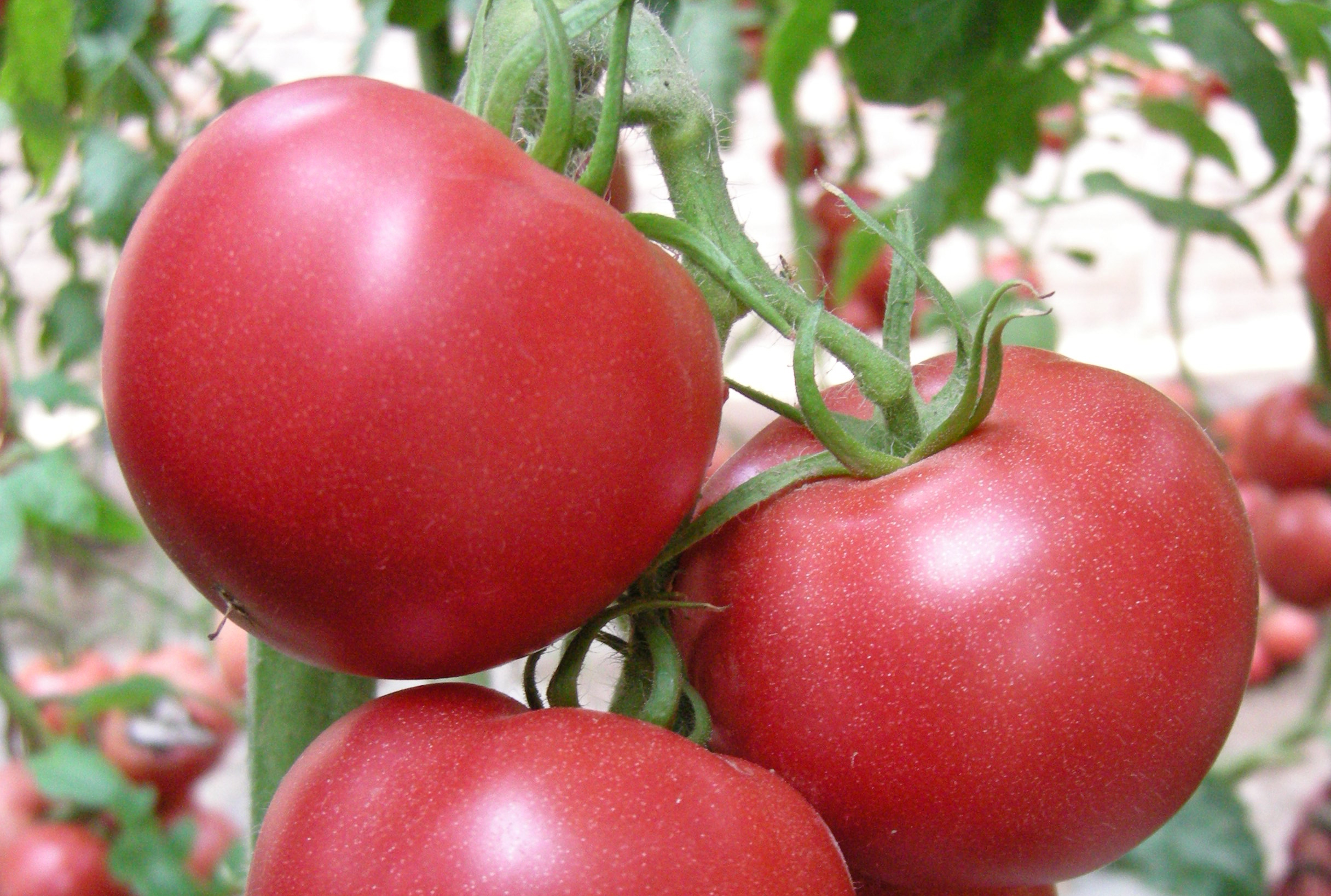 薩頓5號（口感番茄）